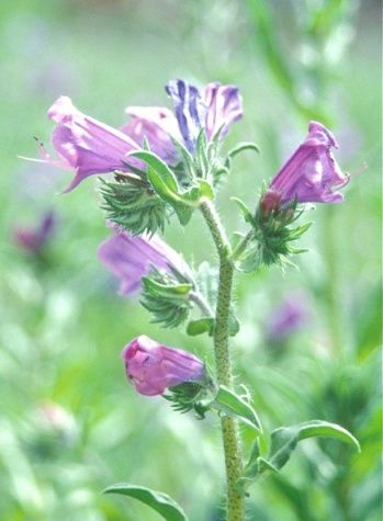 árvore de flor roxa