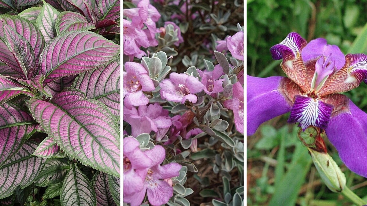 plantas roxas de fácil cultivo