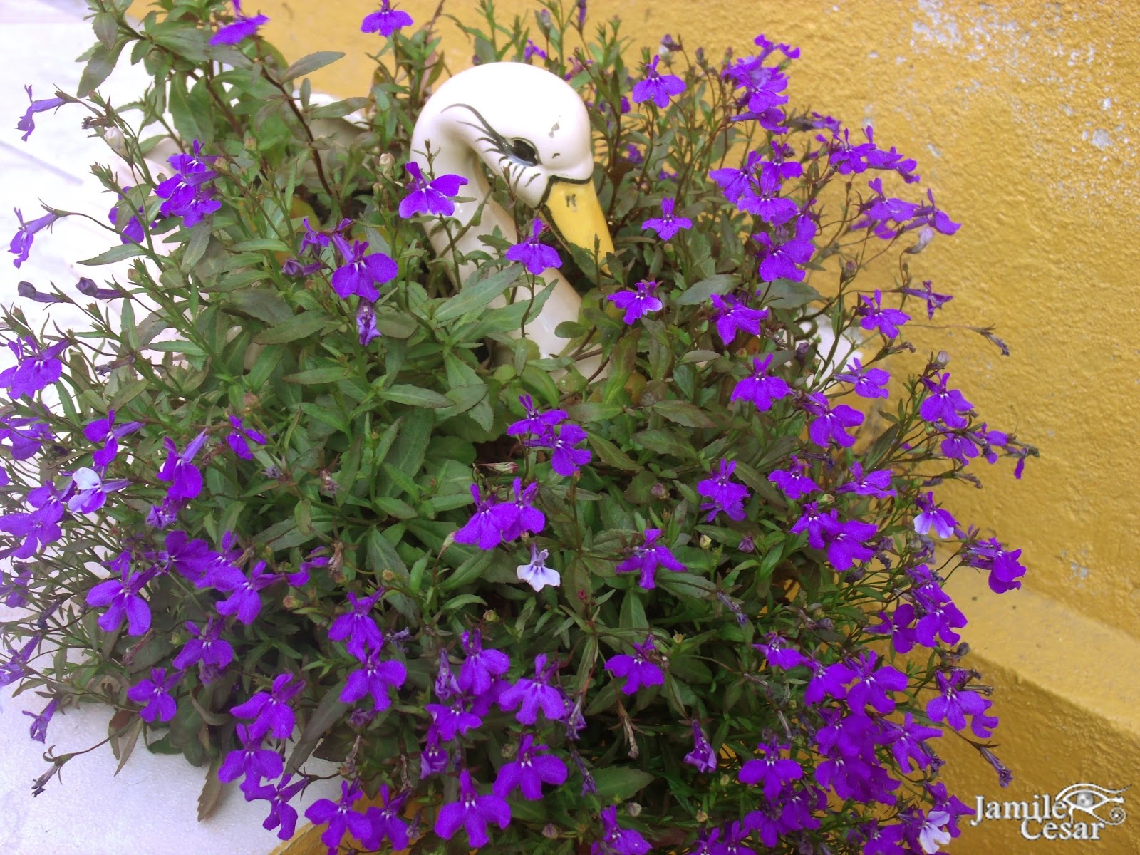 plantas roxas para sol pleno