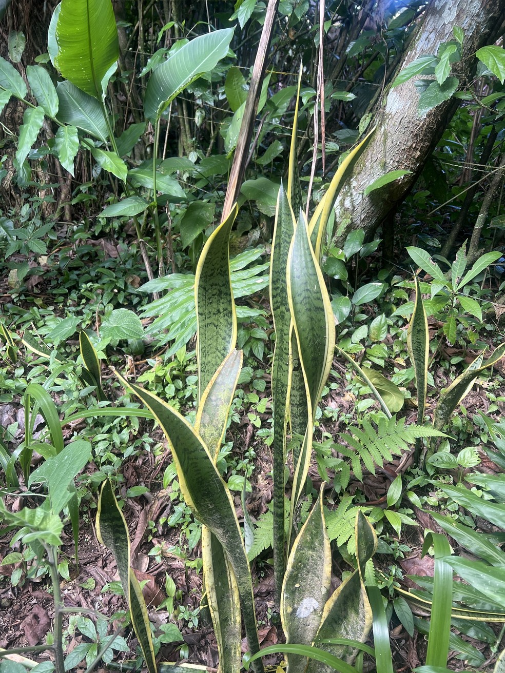 Planta escudo espiritual