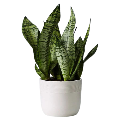 Lança de Ogum planta