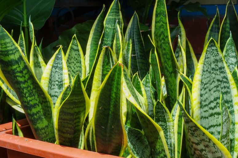 Lança de Ogum planta