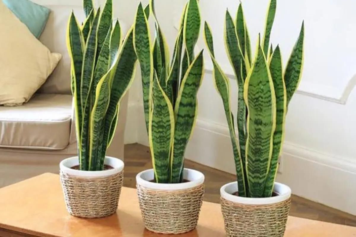 Dracaena trifasciata cuidados