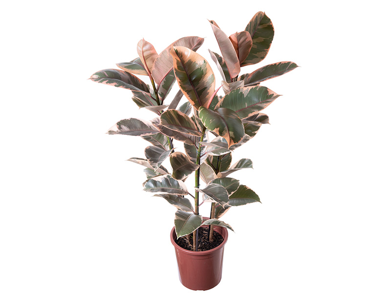Ficus Lyrata Bambino