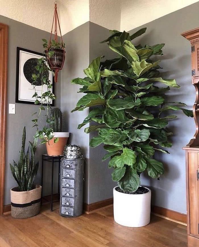 Ficus Elastica Burgundy