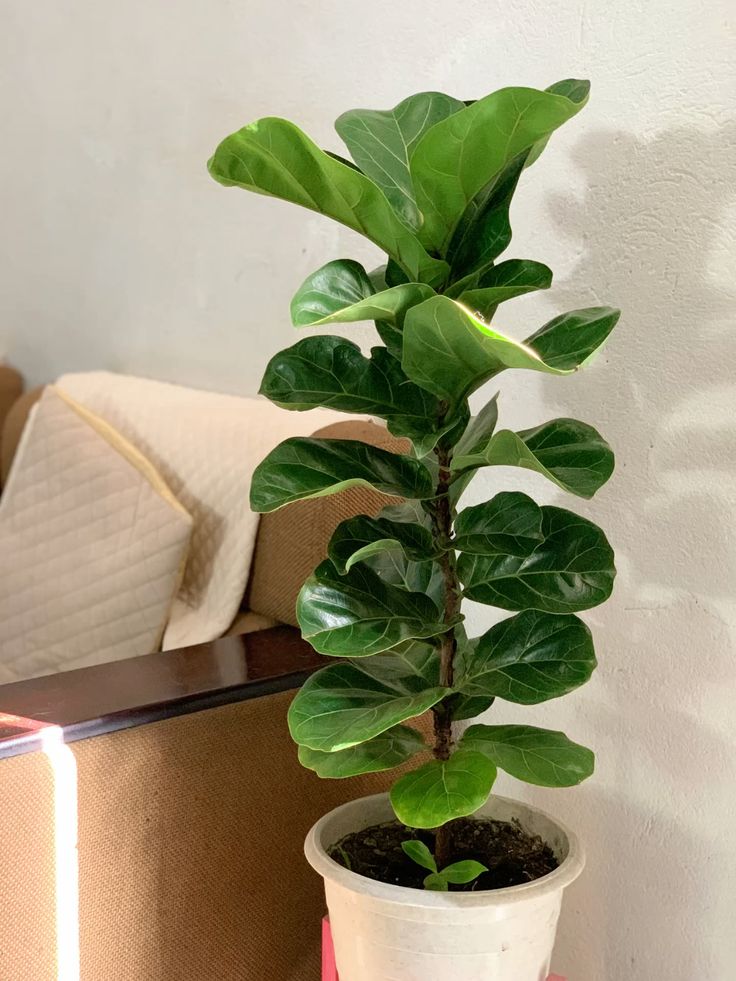 Ficus Elastica Ruby