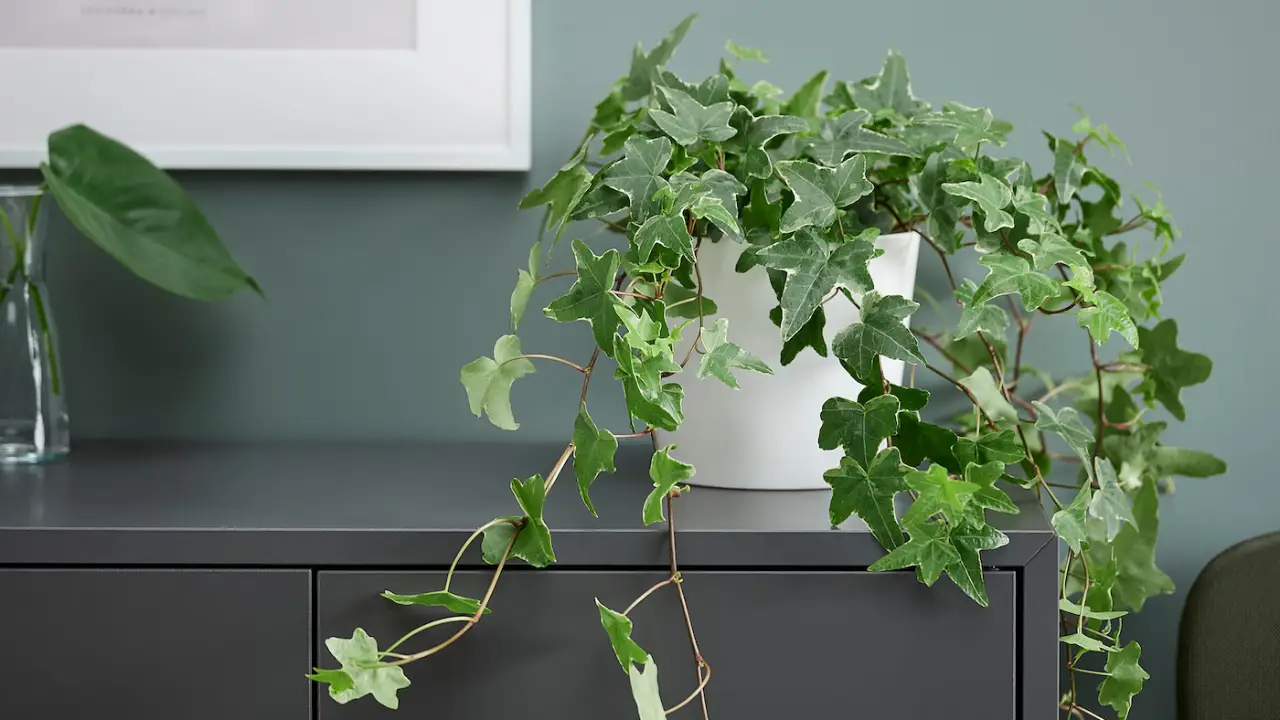 como cuidar de hera inglesa