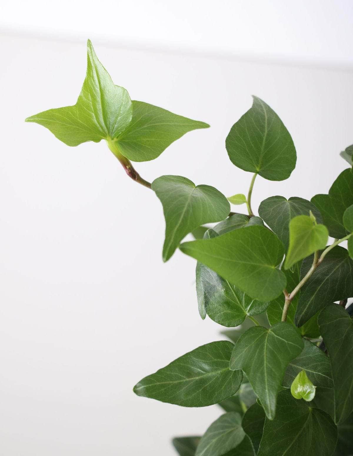 hera inglesa purifica o ar