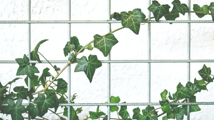 hera inglesa tóxica para pets