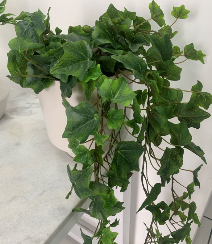 plantas pendentes seguras para gatos