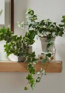 substrato para hera inglesa