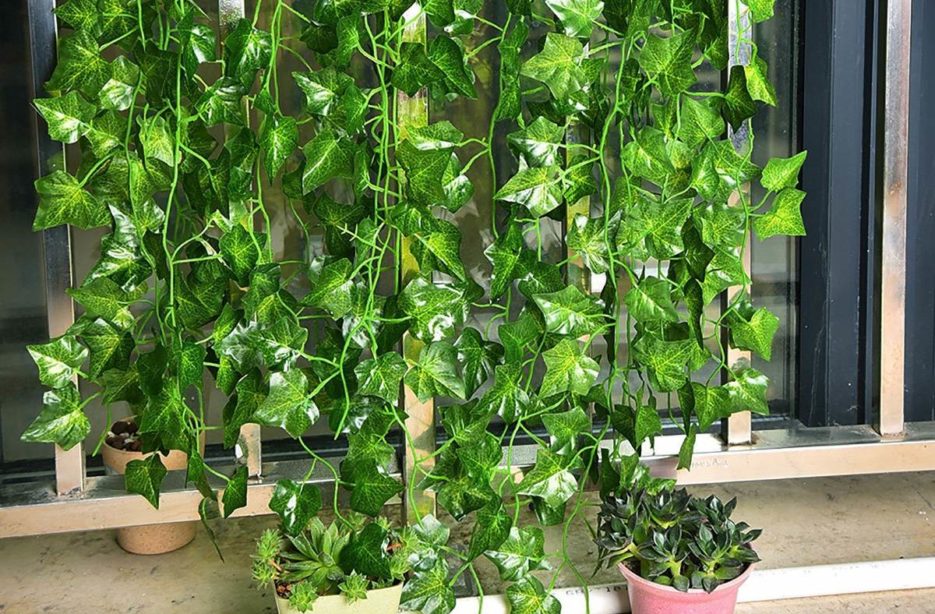 hera inglesa purifica o ar