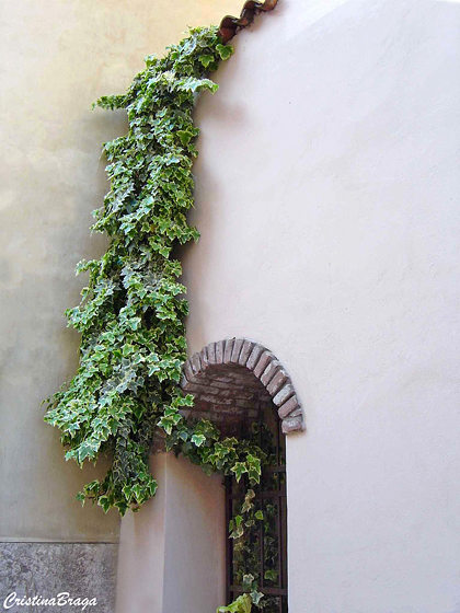 como prender hera inglesa na parede