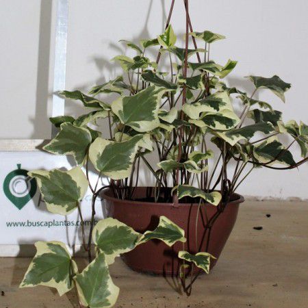 substrato para hera inglesa