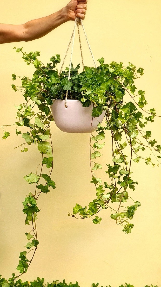 hera inglesa meia sombra