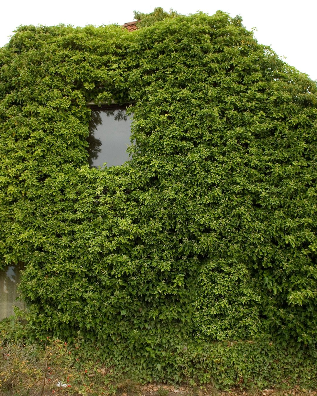 onde comprar muda de hera inglesa