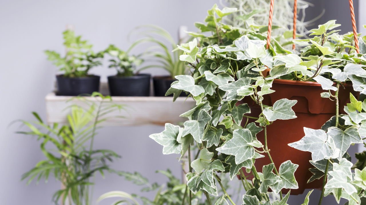 benefícios da hera inglesa