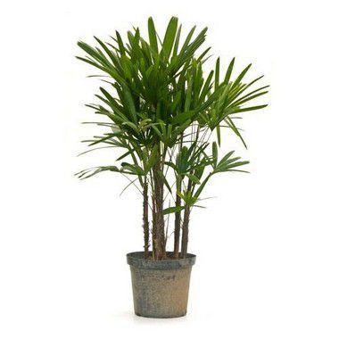 Rhapis excelsa