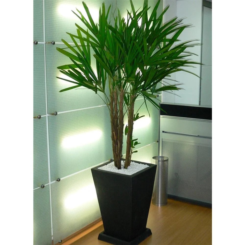 Planta de interior resistente