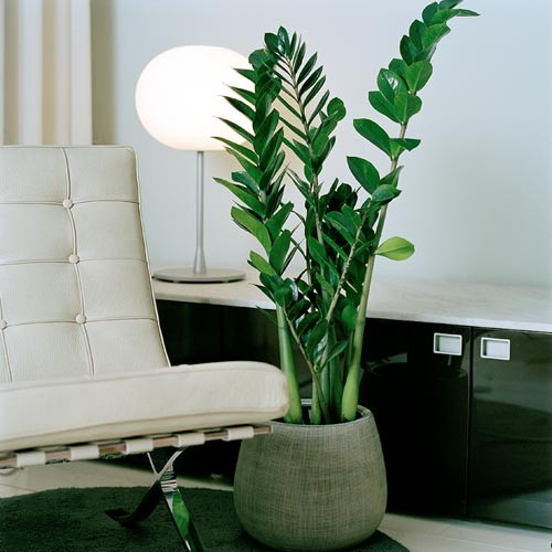 plantas para apartamento com pouca luz