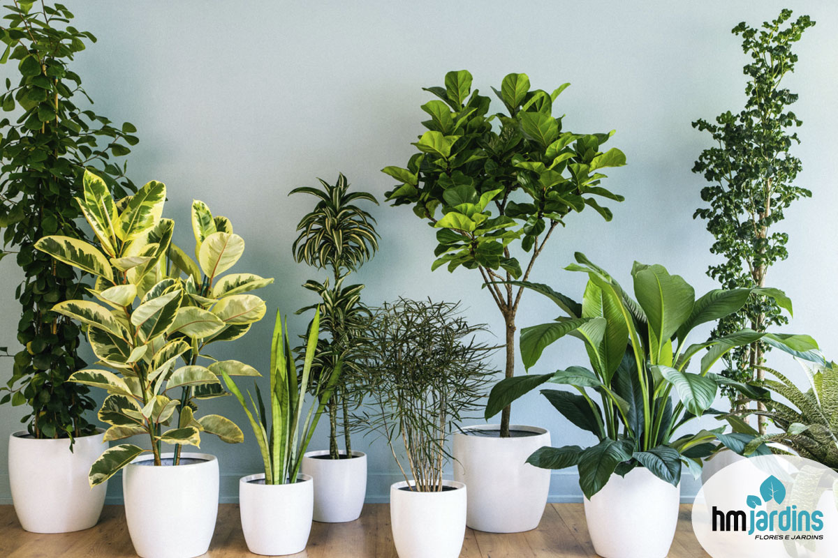 plantas de sombra para interior