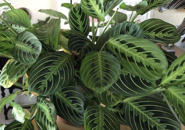 plantas fáceis de cuidar em casa