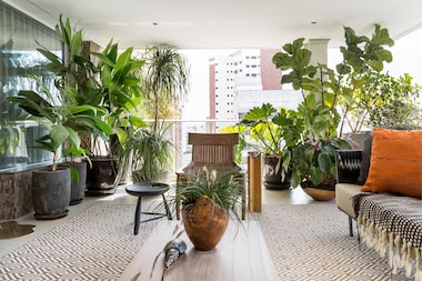 plantas para decorar sala pequena
