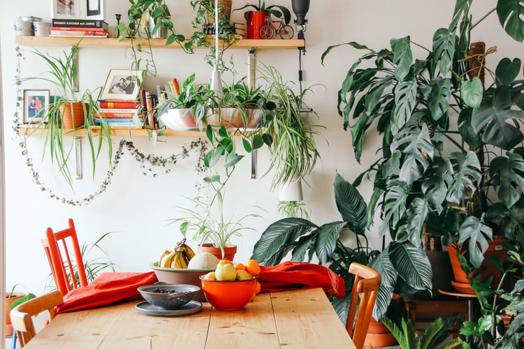plantas pendentes para interiores