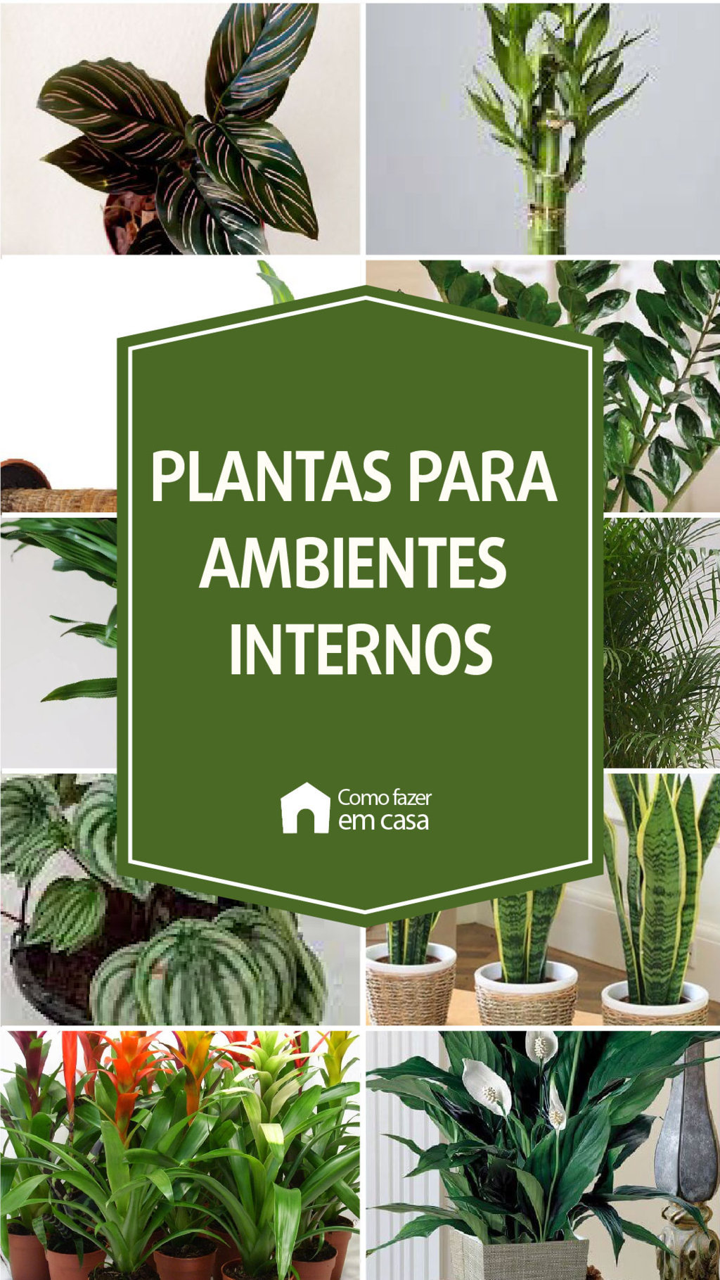 plantas de baixa manutenção interior