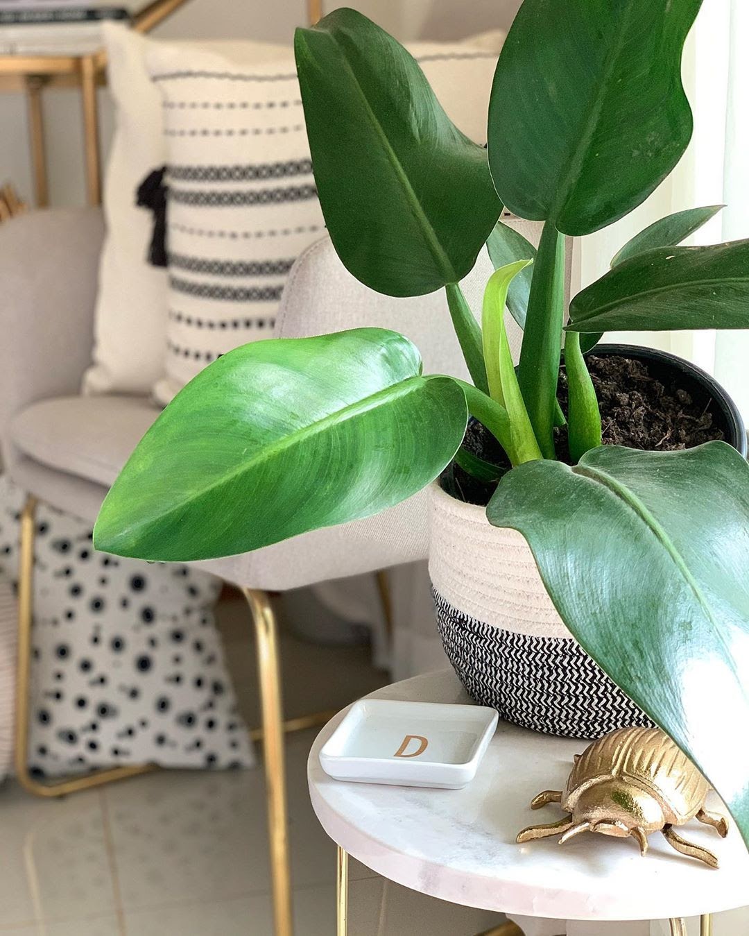 plantas que purificam o ar interior