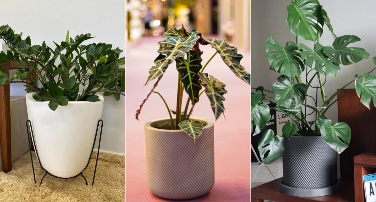 plantas para apartamento com pouca luz