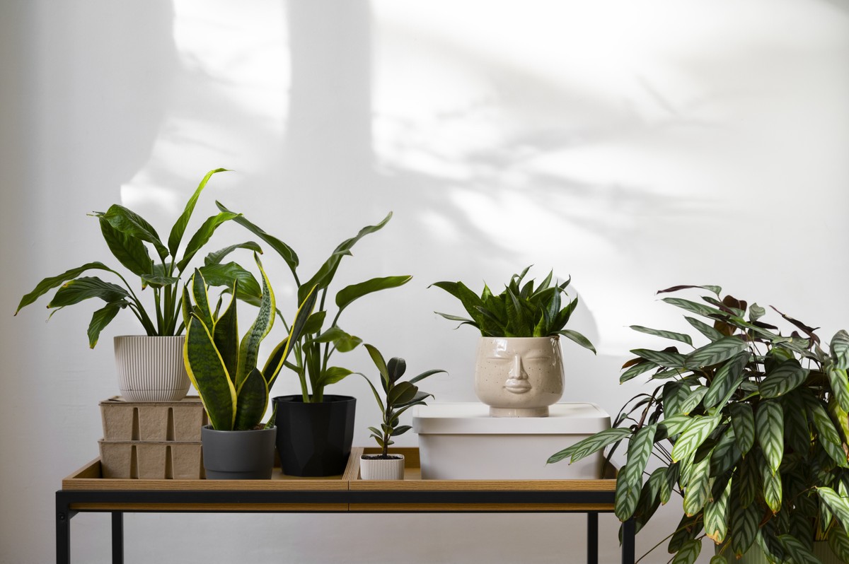 plantas para quarto com pouca janela