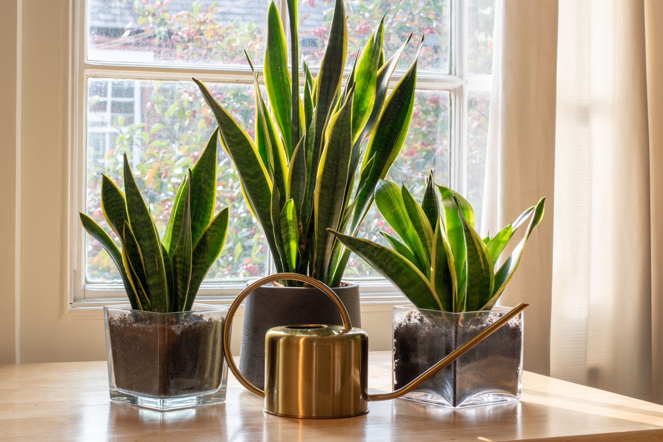 plantas de baixa manutenção interior