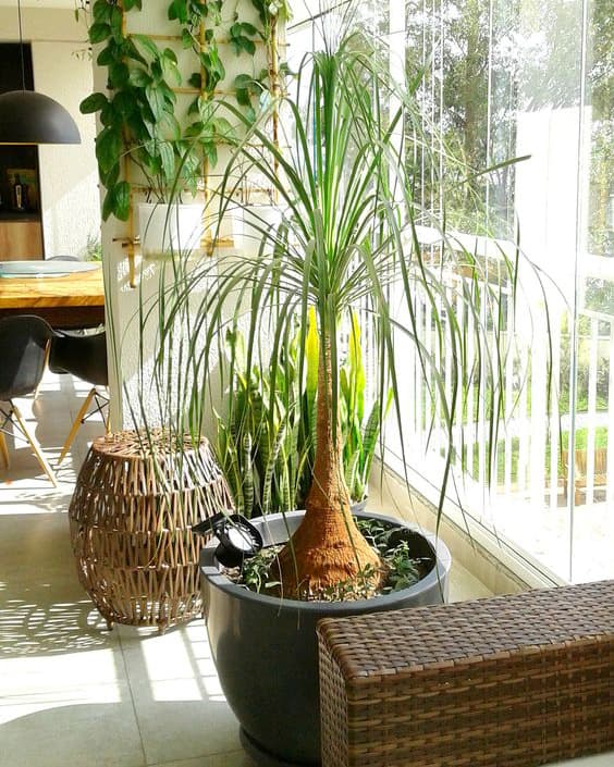plantas que purificam o ar em casa