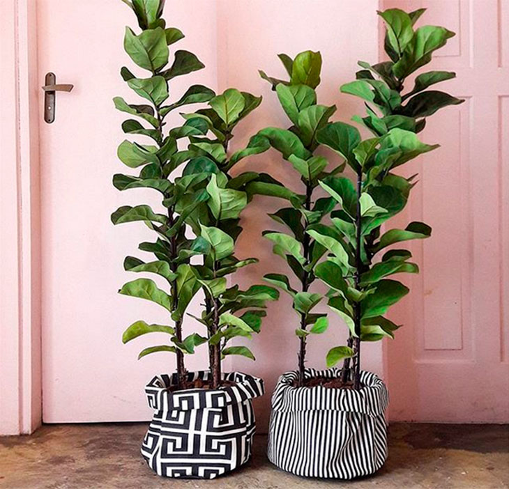plantas para quarto que melhoram o sono