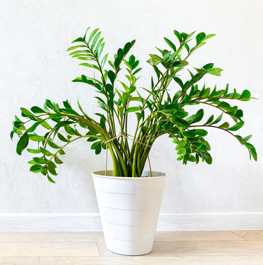 plantas para apartamento com animais de estimação (verificar toxicidade)