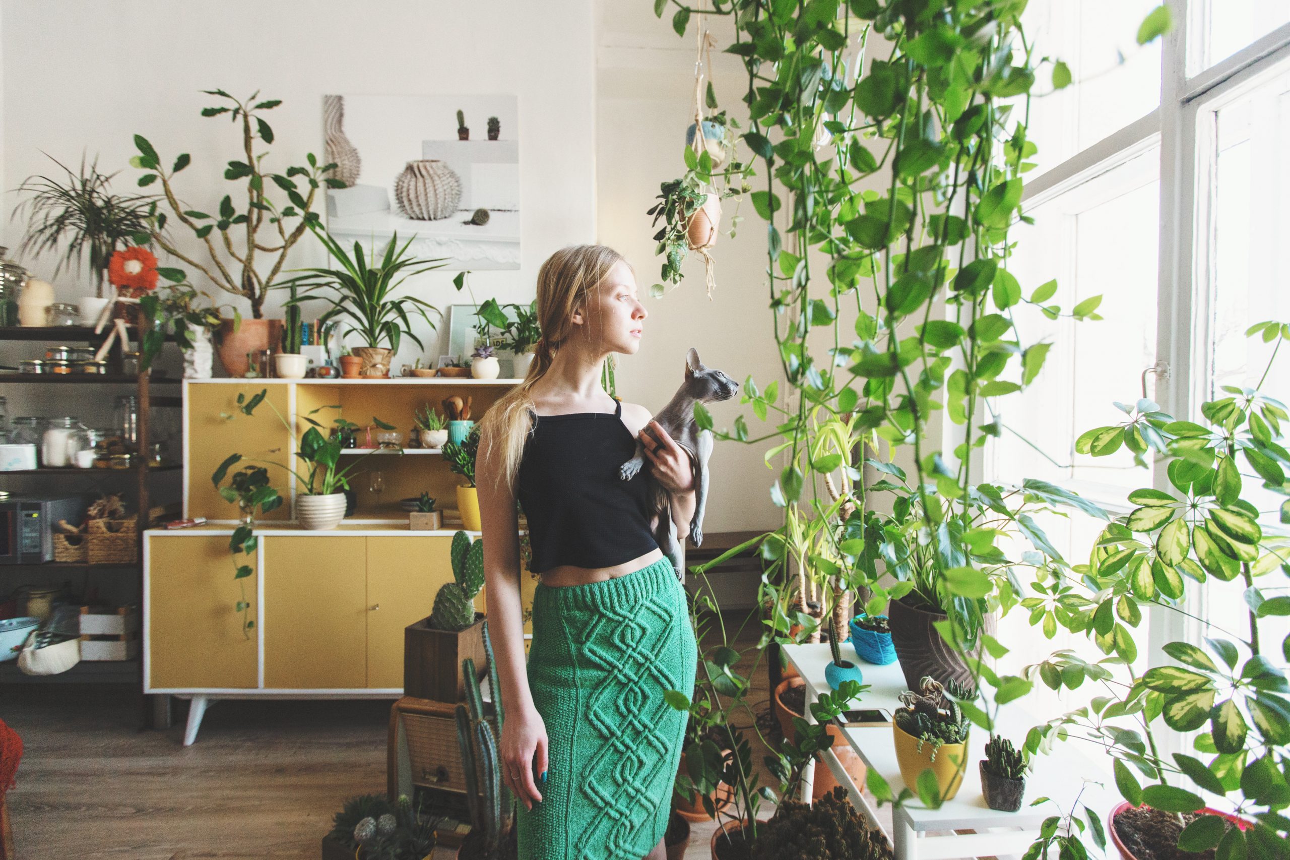 plantas para apartamento pequeno