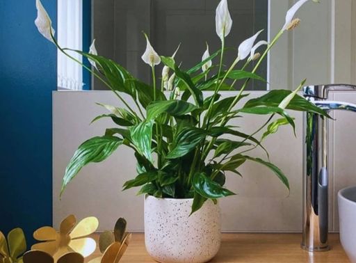 plantas com baixa manutenção para iniciantes