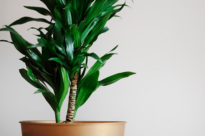 plantas para apartamento com luz indireta