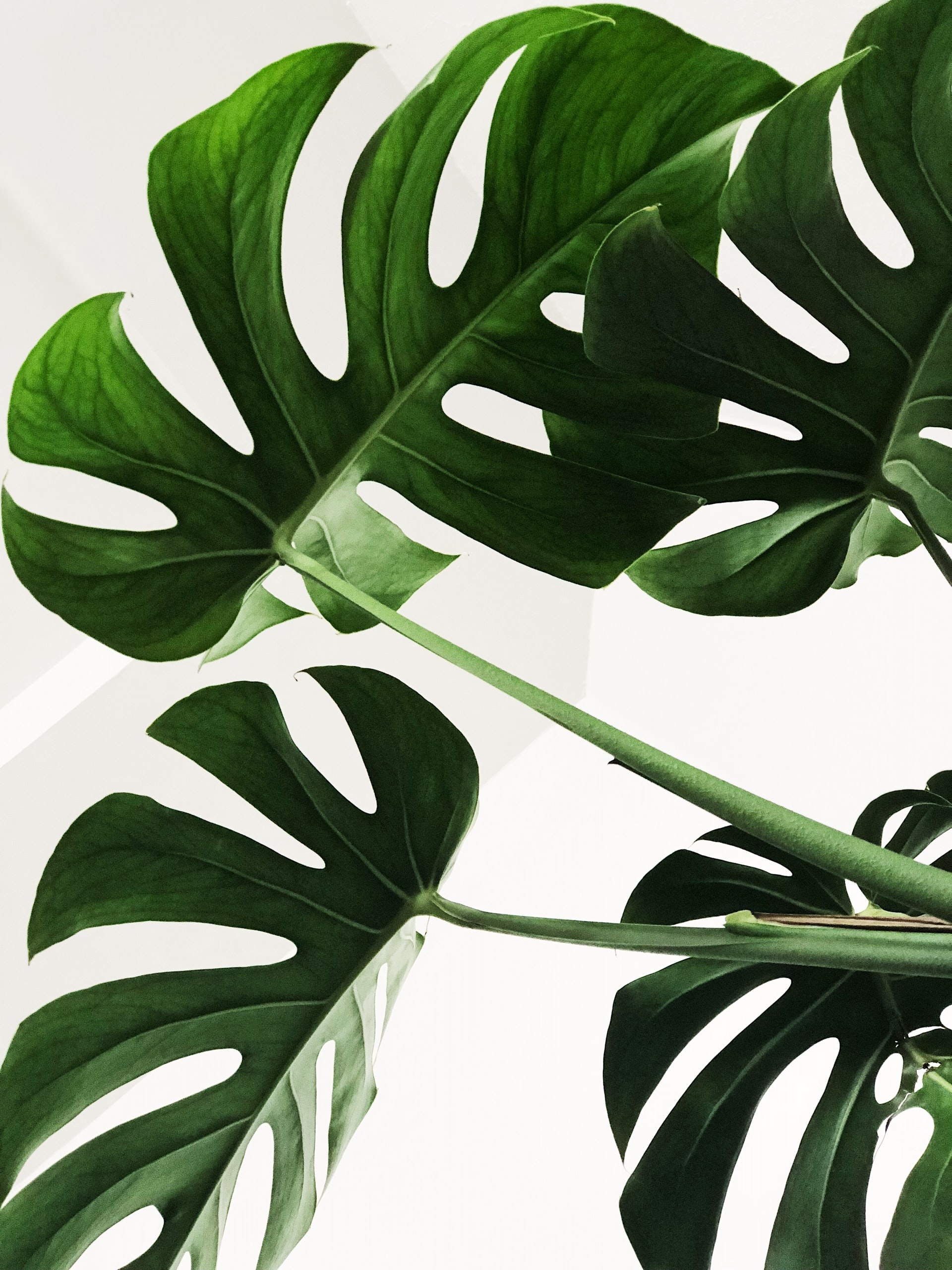 plantas que purificam o ar em casa