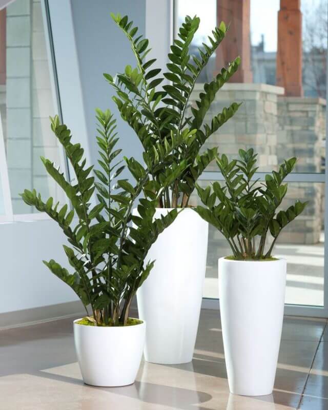 plantas que não precisam de sol direto