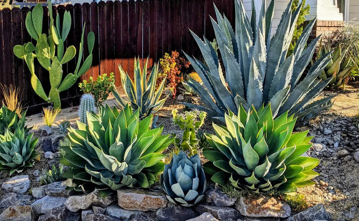 plantas para varanda com sol