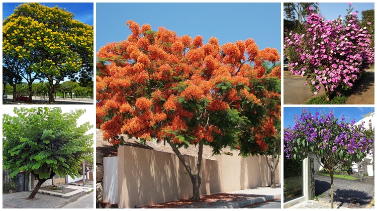 plantas para calçada estreita
