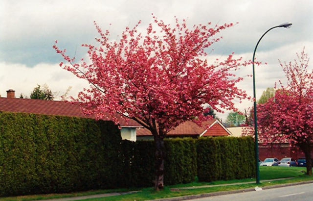 arbustos para calçada