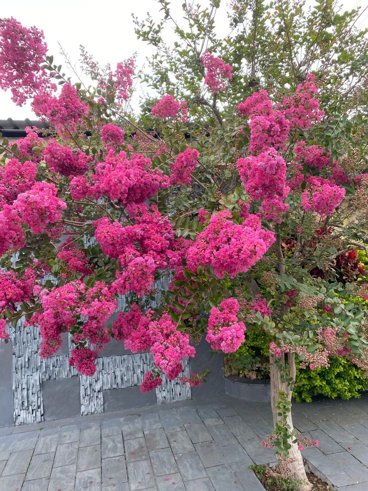 plantas ornamentais para calçada