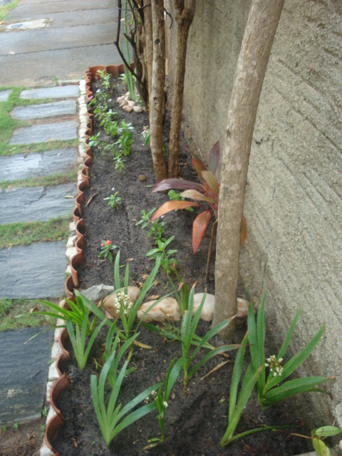 árvores para calçada com fiação elétrica