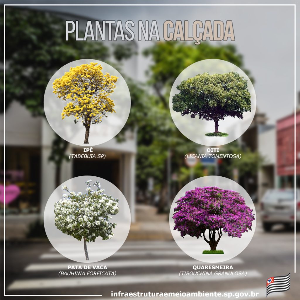 plantas para calçada estreita