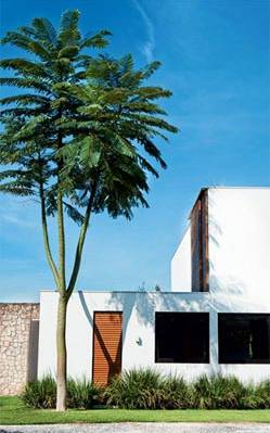 plantio em calçada com rede elétrica