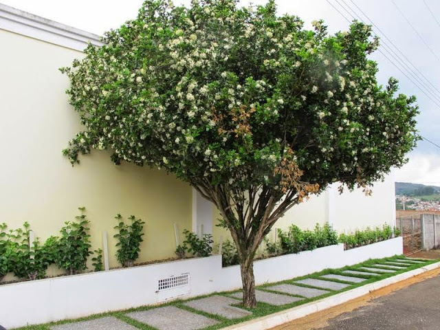 plantas de baixo porte para calçada