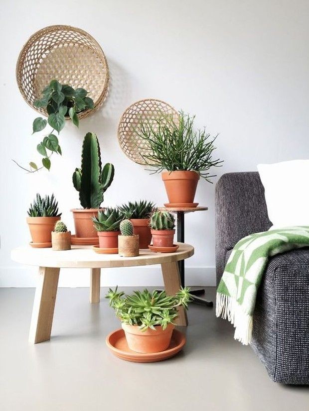 melhores plantas para decorar sala de estar